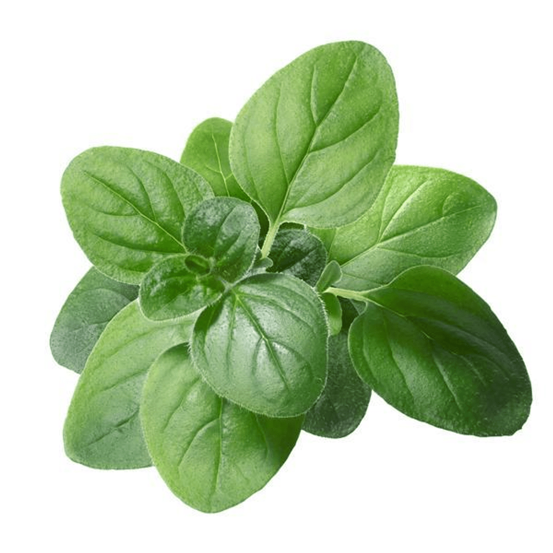 Buy Basil Leaves (100gm) Online at Best Price